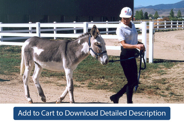 Training Tip - #001 Training Donkeys