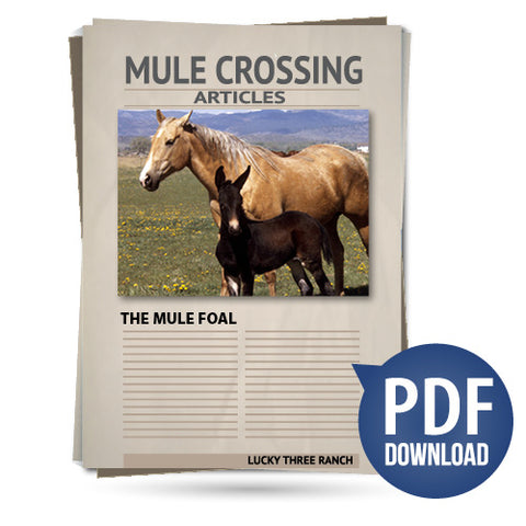 The Mule Foal
