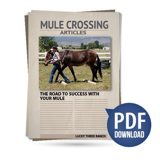 The Road to Success with Your Mule