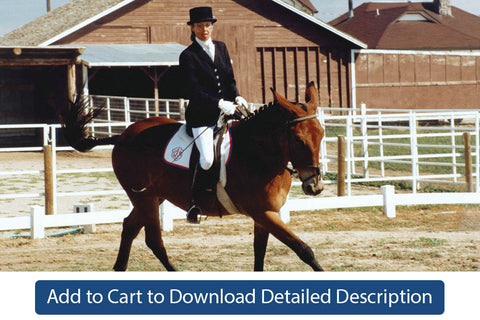 Training Tip - #093 The Counter Canter